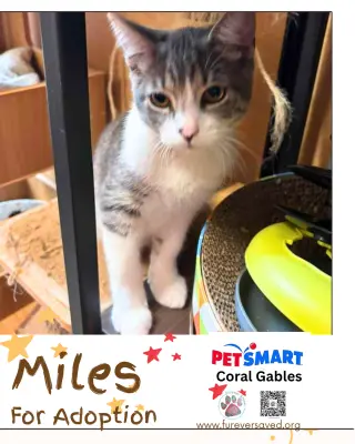 Miles