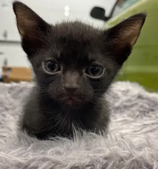Catbat
