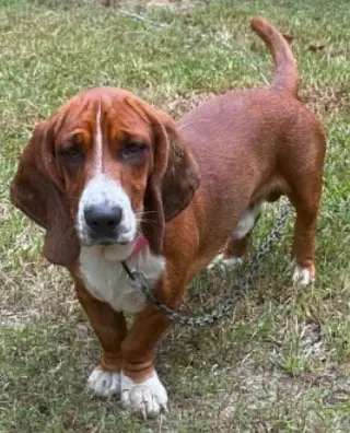 BRAMBLE - ADOPTION PENDING!