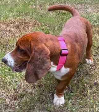 BRAMBLE - ADOPTION PENDING!