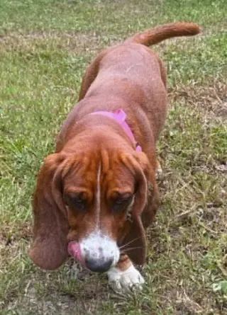 BRAMBLE - ADOPTION PENDING!