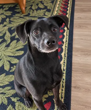 Cooper