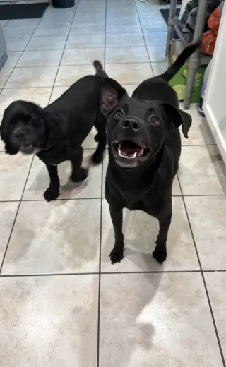 Cooper