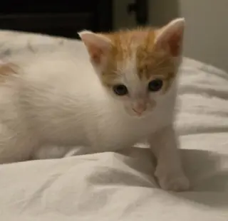 Rigamarole (Rick)-Not at the Shelter (Cybil)