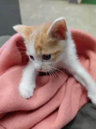 Rigamarole (Rick)-Not at the Shelter (Cybil)