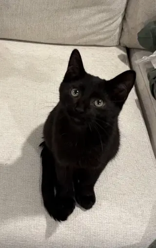 Taj