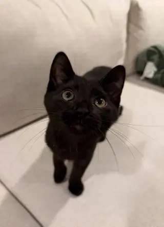Taj