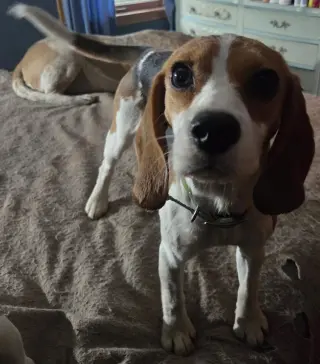 Margo