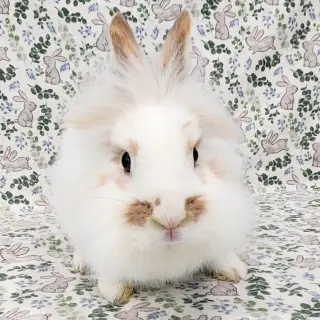 Fluffernutter