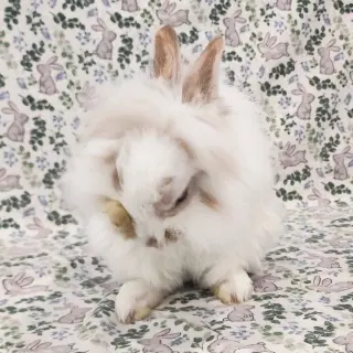 Fluffernutter
