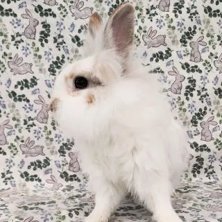 Fluffernutter