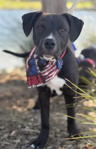 MARMADUKE