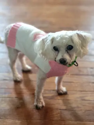 Trixie