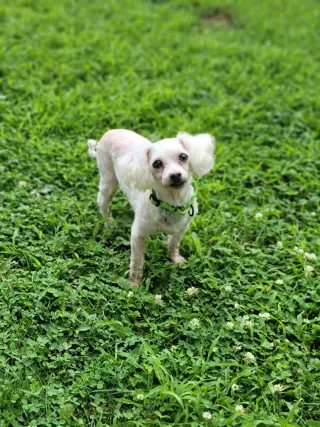 Trixie
