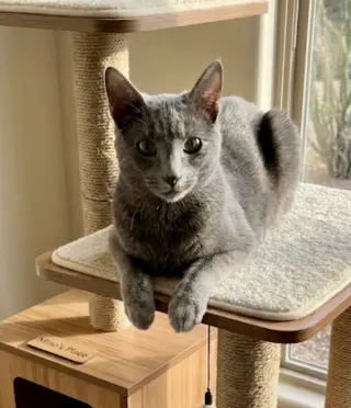 Minou (bonded to Kissa)
