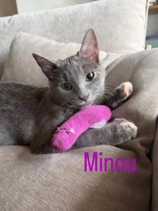 Minou (bonded to Kissa)