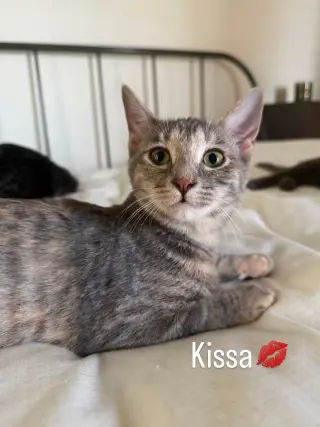 Kissa (bonded to Minou)
