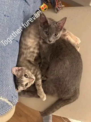 Kissa (bonded to Minou)