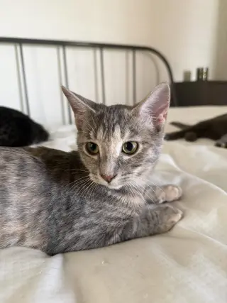 Kissa (bonded to Minou)