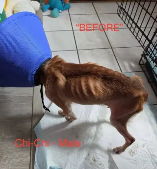 Chi-Chi