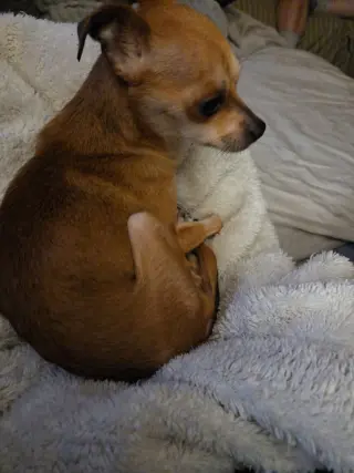 Chi-Chi