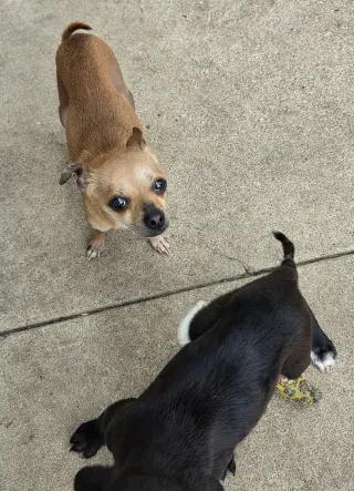 Chi-Chi