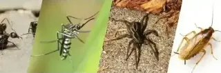 PEST CONTROL FUMIGACIÓN
