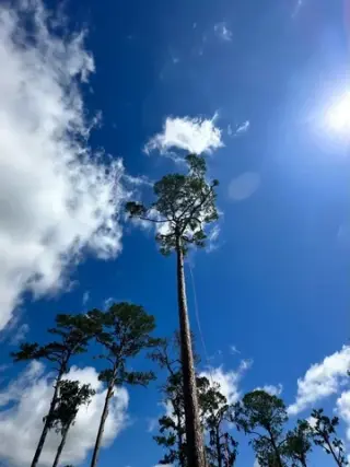 Professional Tree Services