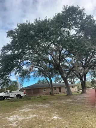 Professional Tree Services