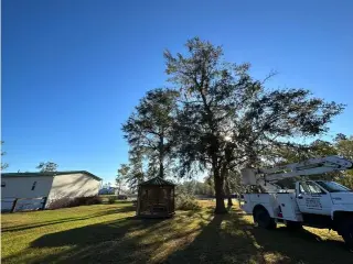 Professional Tree Services