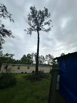 Professional Tree Services