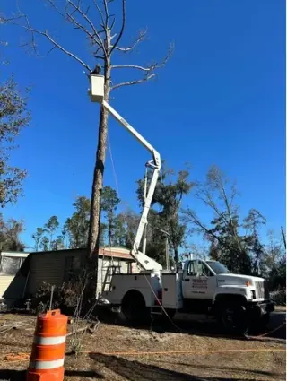 Professional Tree Services