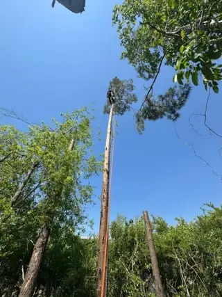 Professional Tree Services