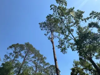 Professional Tree Services