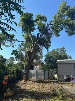 Professional Tree Services
