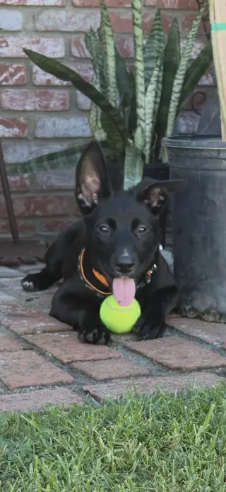 Mimi