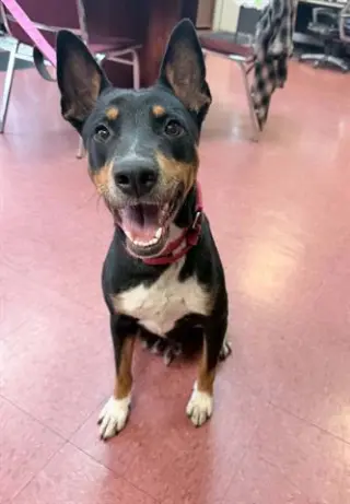 PEPITA