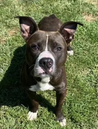 RINGO