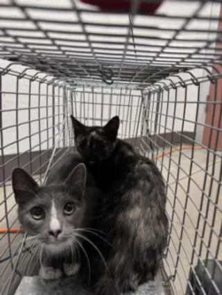 MEW