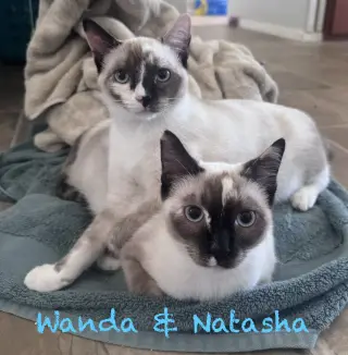 Wanda BONDED with Natasha