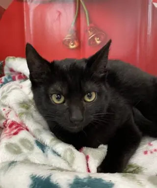 LICORICE