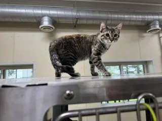 Twyla