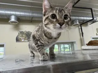 Twyla