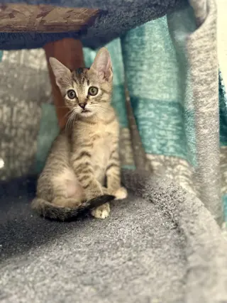 Chip