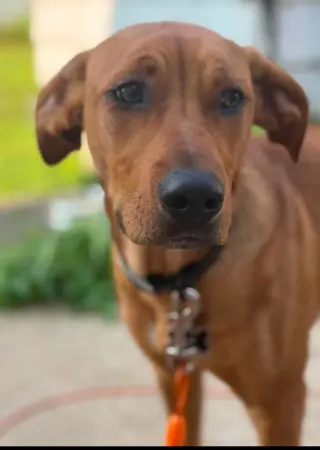 Bear