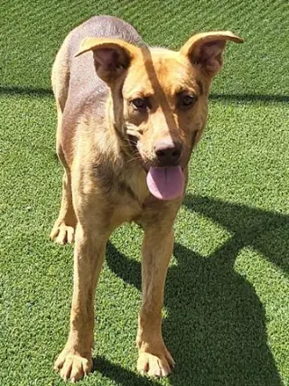 KATO