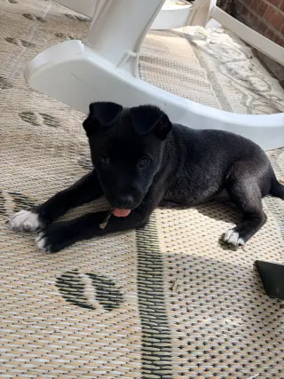 Potter (Harry Potter Litter)