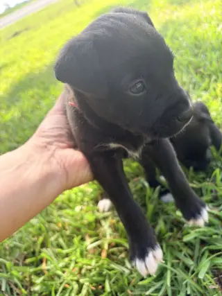 Potter (Harry Potter Litter)