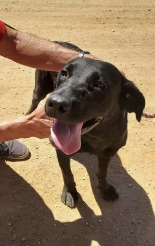 Molly aka Pippa
