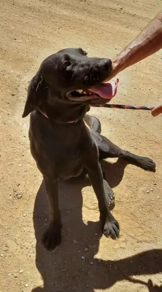 Molly aka Pippa